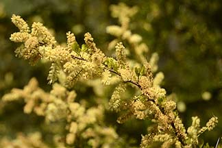 Black Brush Acacia, Boyce Thompson Arboretum, April 23, 2012